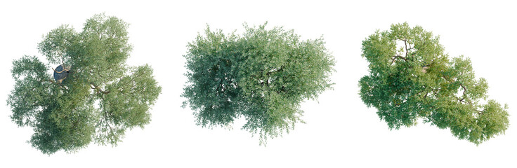 Olea europaea tree plan, top view, cutout, transparent background, isolate, visualization, Three Lush Green Willow Trees, Natural Forest Elements, Scenic Outdoor View © DH Tree Stock