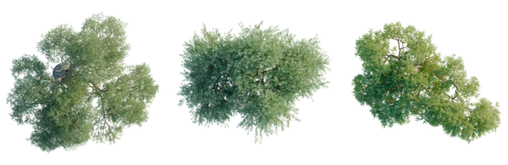 Olea europaea tree plan, top view, cutout, transparent background, isolate, visualization, Three Lush Green Willow Trees, Natural Forest Elements, Scenic Outdoor View