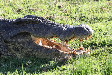head of a crocodile