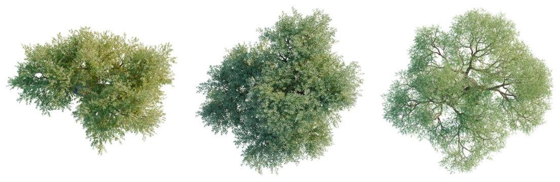 Olea europaea tree plan, top view, cutout, transparent background, isolate, visualization, Three Willow Trees, Top View, Green Foliage, Natural Elements, Summer Season