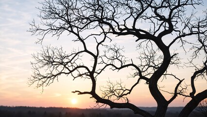 Silhouette of a leafless tree with intricate branches against a colorful sunset sky. Winter nature landscape background with sun glow