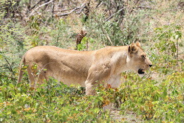 L&ouml;win auf der Pirsch