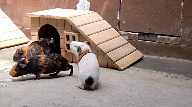 Large Group of Cute Multi-Colored Guinea Pigs on the farm