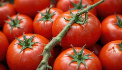 Fresh Organic Red Tomatoes on the Vine at a Local Farmers Market Display