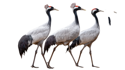 A beautiful grey crowned crane with a red head and golden crown stands isolated on a white background, showcasing its elegant feathers and wild nature as a stunning example of avian wildlife