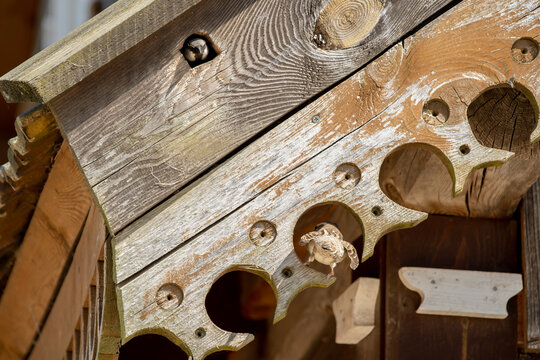 Sparrows nesting in the wooden ornate roof decoration of an old house