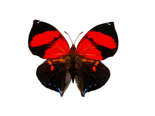 butterfly Siderone galanthis isolated on white background