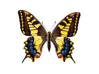 butterfly papilio machaon  isolated on white background