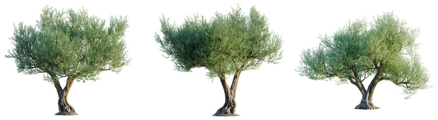 Olea europaea tree, front view, cutout, transparent background, isolate, architecture visualization, Three Majestic Olive Trees with Detailed Trunks and Lush Green Foliage