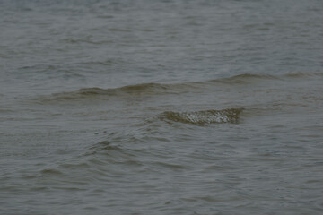 Fototapeta premium Detailed view of cold river water surface with gentle ripples and a small wave under an overcast winter sky. Concept of nature's tranquility, water texture, and winter season environment. Documentary 