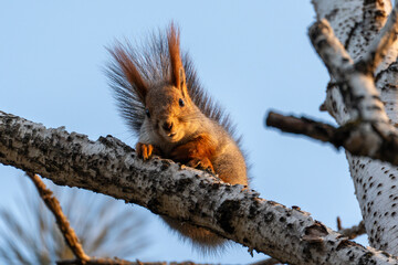 Fototapeta premium A Eurasian red squirrel (Sciurus vulgaris) is perched on a birch tree branch against a clear blue sky, looking directly at the camera. The animal has prominent ear tufts and a bushy tail.