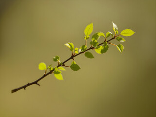 A leafy branch is shown in a photo, with the sunlight shining on it