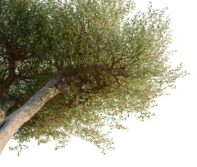 Olea europaea tree, corner view, cutout, transparent background, isolate, architecture visualization, Olive tree branch with lush green foliage against a clear sky background