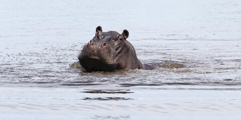 Flusspferd im Wasser 