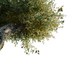 Olea europaea tree, corner view, cutout, transparent background, isolate, architecture visualization, Olive branch with leaves and fruit, detailed closeup, vibrant Mediterranean scenery
