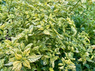 Variegated green and yellow chili pepper plant leaves growing outdoors. Natural agriculture and gardening photo suitable for farming, food crop, sustainability, and plant background concepts.