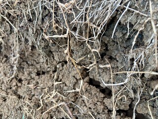 Dry soil texture with visible roots and grass fibers. Natural ground background suitable for agriculture, environment, drought, climate, ecology, and natural texture design concepts.