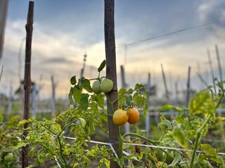 Tomato plant growing in a field with green and yellow fruits on the vine. Natural agriculture photo suitable for farming, gardening, crop growth, food production, and rural concepts.
