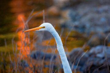 Dynamic sequence capturing a majestic Great Egret (Ardea alba) in action: stalking shallow waters...