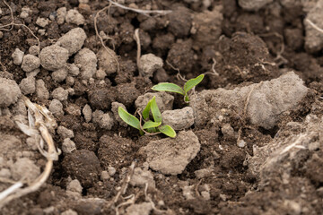 有機畑のパクチーの新芽