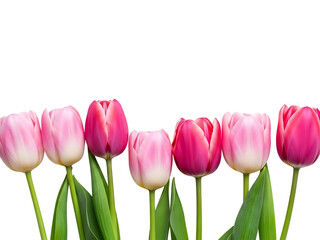 Vibrant tulips in full bloom