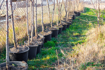 A long row of young fruit tree seedlings in black containers arranged along a chain-link fence in a garden.