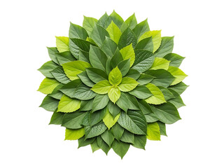 Vibrant green leafy plant