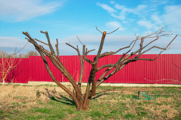 A pruned fruit tree stands in the garden in front of a bright red metal fence in early spring.