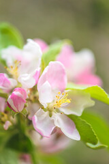Obraz premium Apple blossom close up