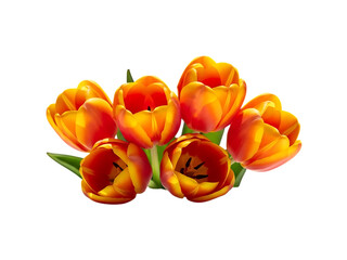 Vibrant orange tulips bouquet