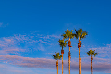 青空と椰子の木