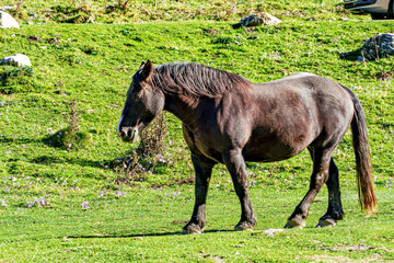 Horses in a meadow by the wonderful altitude lake of Lac d'Estaing in the Lavedan, Hautes-Pyrenees, France.