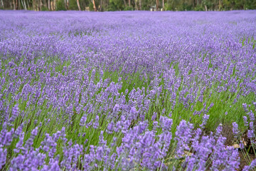 Obraz premium Lavender field on a blooming Australian farm in summer landscape