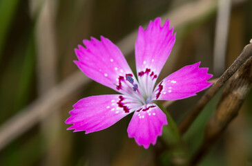 close up of pink flower