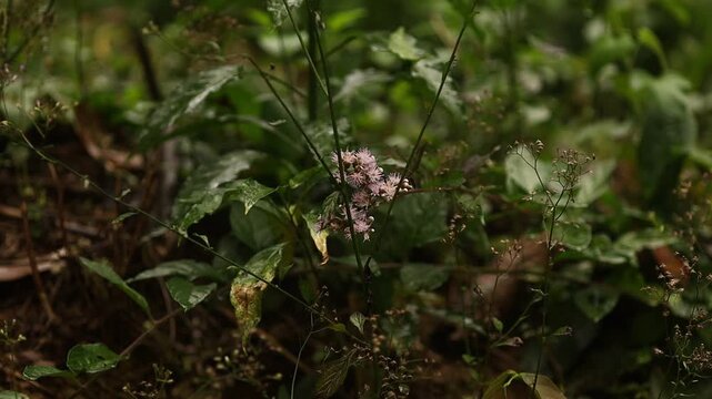 Pequena flora&ccedil;&atilde;o silvestre sob a chuva em &aacute;rea preservada da Mata Atl&acirc;ntica brasileira.