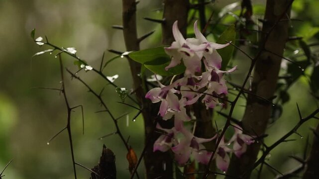 Orqu&iacute;deas floridas recebem a chuva em um fragmento preservado da Mata Atl&acirc;ntica.
