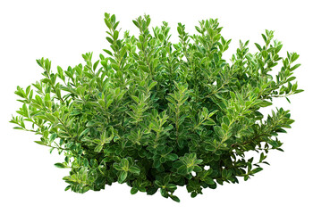 Fototapeta premium Dense green shrub with variegated leaves and intricate branching structure isolated on a transparent background