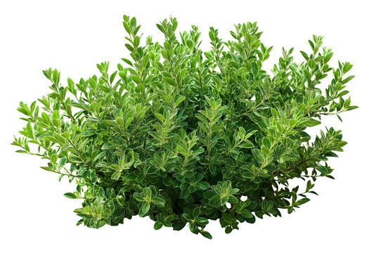 Dense green shrub with variegated leaves and intricate branching structure isolated on a transparent background