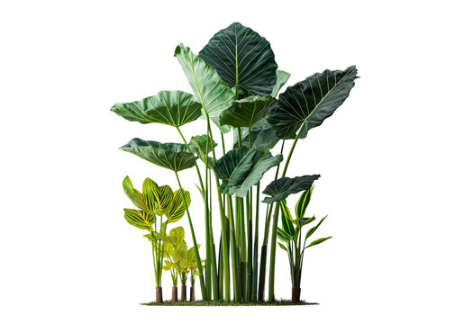 Lush tropical foliage with large elephant ear leaves and striped plants isolated on a transparent background