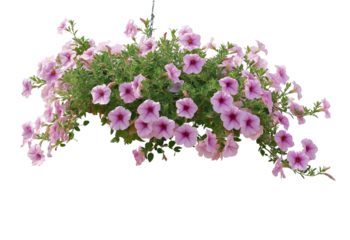 A cascade of light pink petunia flowers with dark pink centers in a hanging basket isolated on a transparent background