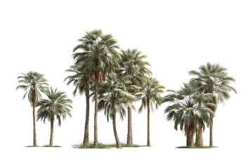 A cluster of diverse palm trees with textured trunks and lush green fronds isolated on a transparent background