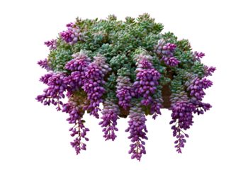 Donkey Tail Succulent Plant with Cascading Purple Flowers isolated on a transparent background sedum
