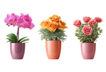 Three potted flowering plants including pink orchids orange roses and pink roses isolated on a transparent background