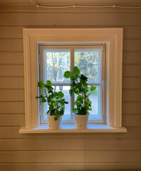 White wooden window and houseplants in white pots