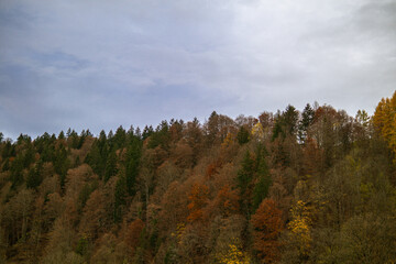 Autumn forest on a hillside under calm sky