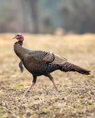 Fototapeta premium Wild Turkey walking through a field
