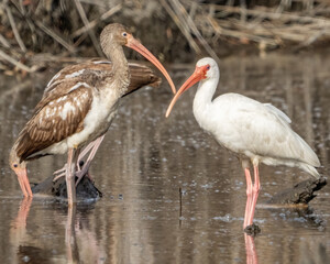 Fototapeta premium White Ibis perched and looking for food