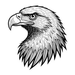 Majestic bald eagle head sketch in black and white.