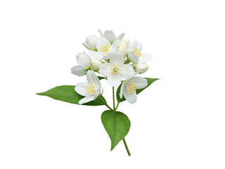 Fototapeta premium White jasmine flowers in bloom