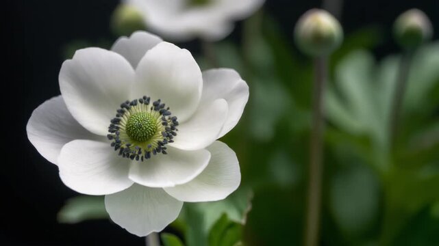White anemone flower blooming with dark background